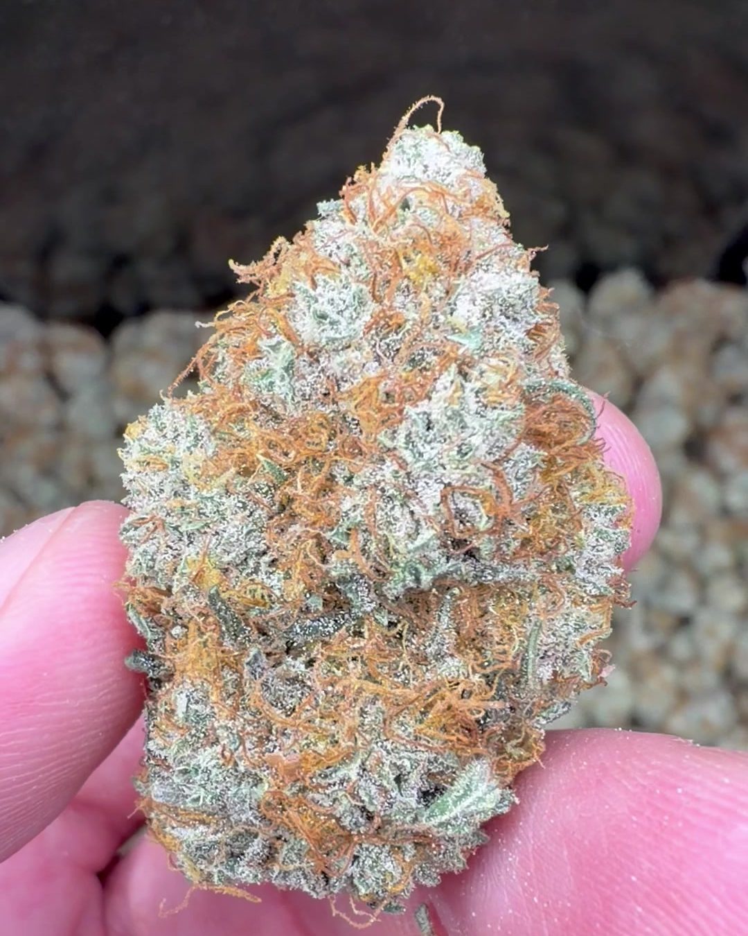 A single Gelonade bud held between the fingers